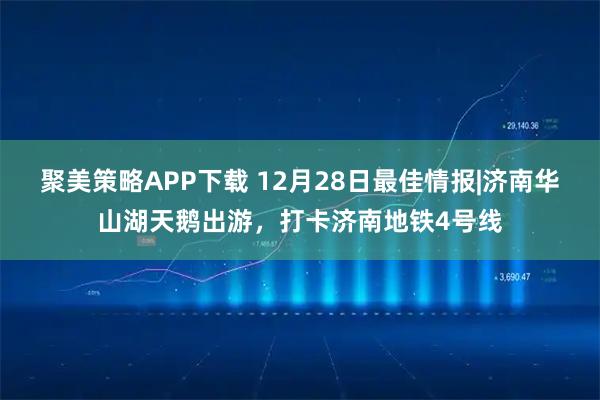 聚美策略APP下载 12月28日最佳情报|济南华山湖天鹅出游，打卡济南地铁4号线