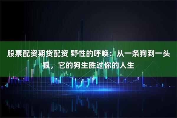 股票配资期货配资 野性的呼唤：从一条狗到一头狼，它的狗生胜过你的人生